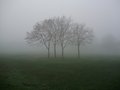 Foggy morning