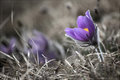 Pulsatilla slavica, Poniklec slovenský