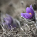 Pulsatilla slavica, Poniklec slovenský