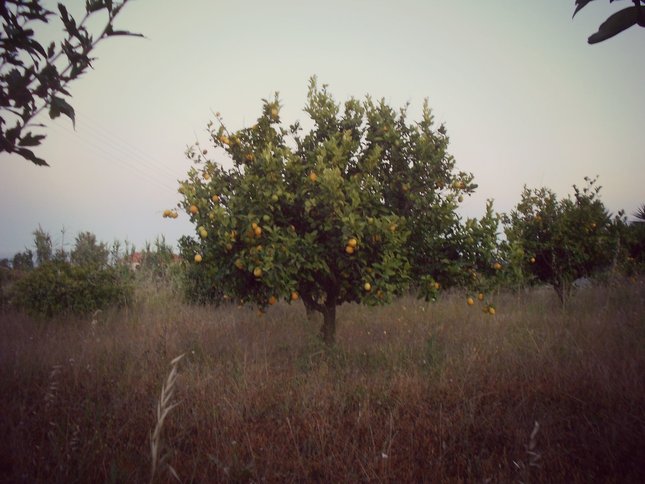 Lemons