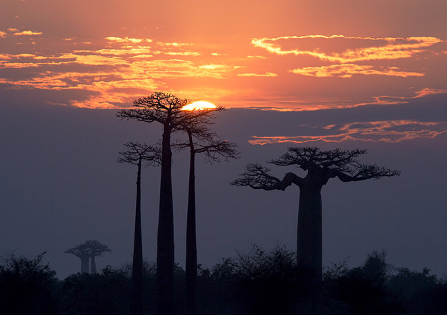 Baobab sunrise