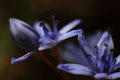 little blue