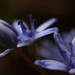 little blue