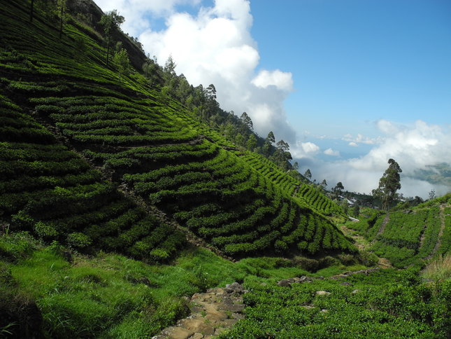 Procházka čajovou plantáží