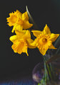 Zátišie s narcisami