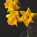 Zátišie s narcisami
