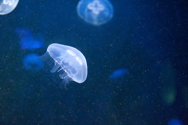 Meduza