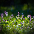 blooming beauty