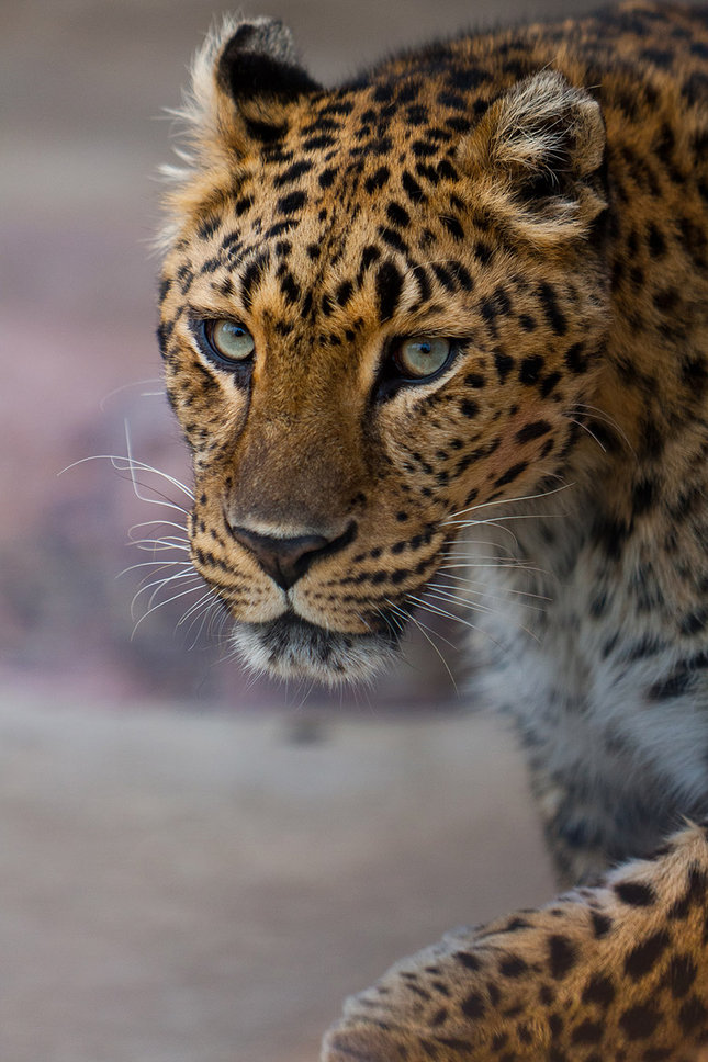 Leopard