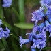 Hyacint po daždi