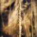 grain