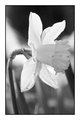 narcissus