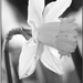 narcissus
