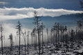 Tatry v hmle