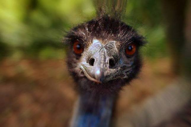 emu pózuje