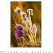 Pulsatilla Slavica