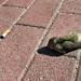 Smoking kills
