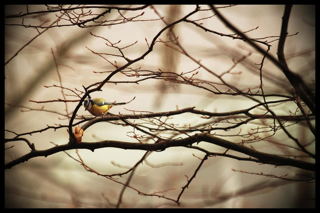 autumn bird