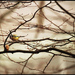autumn bird
