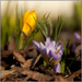 Crocusky