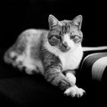 Fuji Neopan