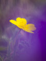 Potentilla arenaria medzi záplavou kosatcov Iris pumila