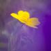 Potentilla arenaria medzi záplavou kosatcov Iris pumila