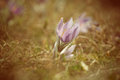 Poniklec veľkokvetý (Pulsatilla grandis)
