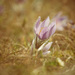 Poniklec veľkokvetý (Pulsatilla grandis)