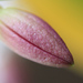 farebná