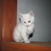 Cica