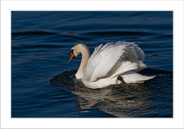White lady