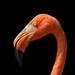 Plameniak