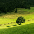 Zelená