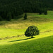 Zelená