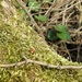 lienka
