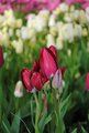 Tulipány