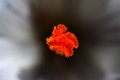 crocus