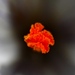 crocus