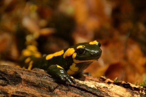 salamandra