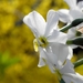 Narcis