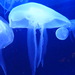 Medúza v aquáriu