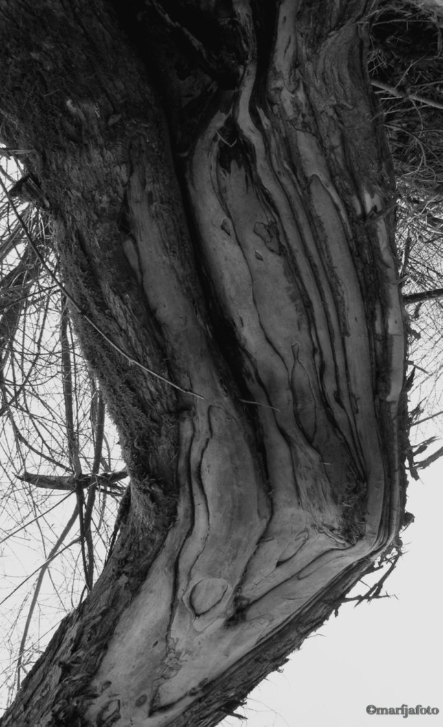 running tree