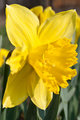 narcis