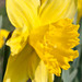 narcis