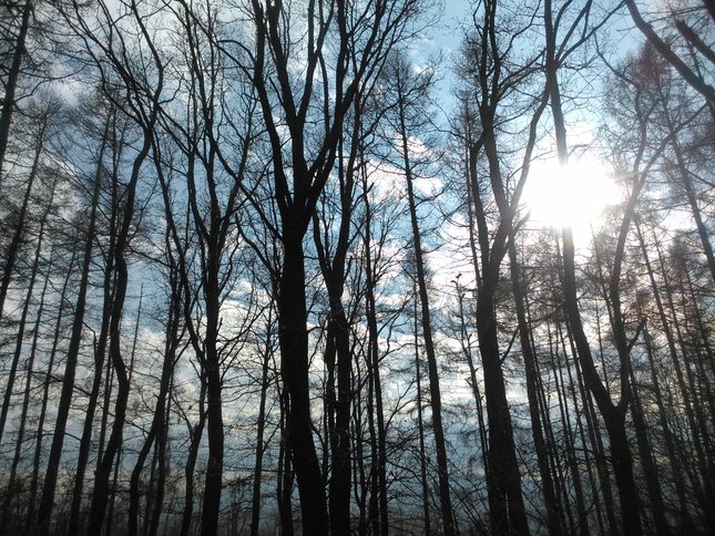 V lese