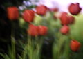 tulipány
