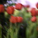 tulipány