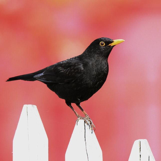 Drozd čierny (Turdus merula)