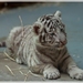 biely tigrík
